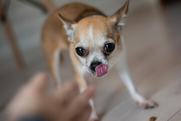 Emotional grimaces of a puppy in the frame while eating. Funny little chihuahua.