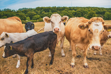 Curious cows in a field