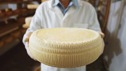 Farmer hands holding big cheese round closeup. Healthy nutrition concept. Cow milky farm eco business trend. Macro shooting.