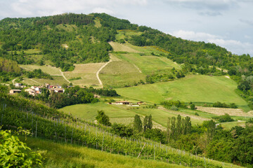 Vineyards in Oltrepo Pavese, italy, at springtime