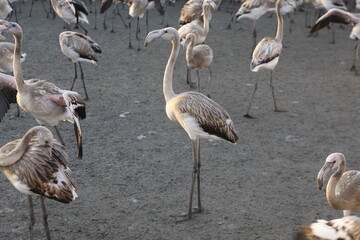 
young flamingos in a group in their early days