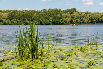 Thickets of yellow water lily and reeds near the river's coastline in a summer landscape.