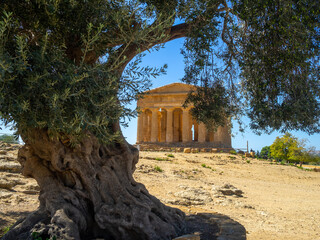 An old olive tree by Temple of Concordia in Valle dei Templi