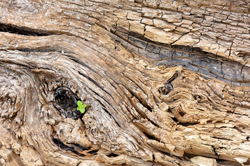 The texture of an old cracked tree trunk and a small green sprout breaking through on its background.