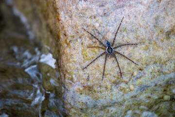 A spider in   Thailand It is perched on the water's edge. If you don't notice, you won't be able to see.