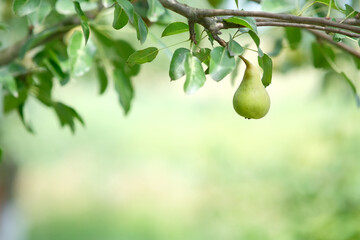Pears on the tree. Close-up of a pear with leaves. Blurred background of branches with fruits.