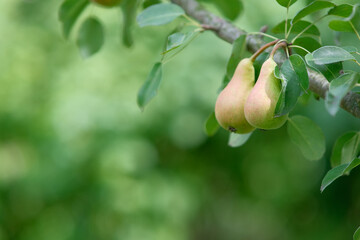 Pears on the tree. Close-up of a pear with leaves. Blurred background of branches with fruits.