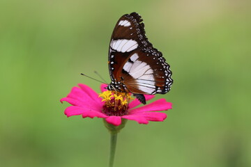 butterfly on pink flower