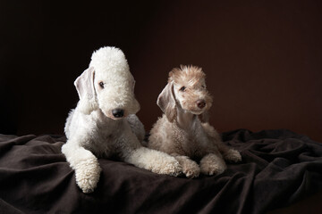 two dogs together. Puppy and adult Bedlington Terrier on a dark background. Pets in a photo studio