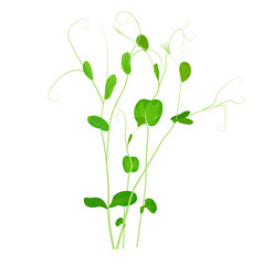 Pea sprouts vector stock illustration. Micro-green. Legume plants. Sprouted shoots with green leaves. Close-up.Isolated on a white background. - obrazy, fototapety, plakaty