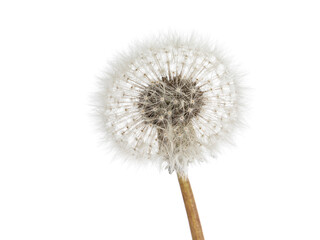 Detail of Side view of Dandelion aka Taraxacum officinale fruit head. Isolated on a white background.