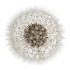 Top view of Dandelion aka Taraxacum officinale fruit . Isolated on a white background.