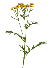 Side view of Tansy aka Tanacetum vulgare. Yellow buttons on green stem. isolated on white background.