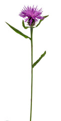 Side view of Brownray Knapweed aka Centaurea jacea. Single pink flower on green stem. Isolated on a white background.