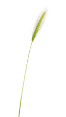 Side view of Wall Barley aka Hordeum murinum grass, showing long needles that are known to get stuck in pet skin and fur. Isolated on a white background.