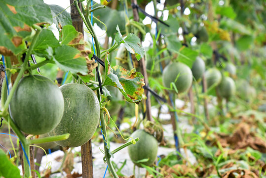 Honey melon fruit growth fresh on the tree at the field