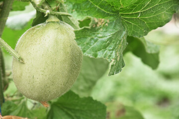 Honey melon fruit growth fresh on the tree at the field