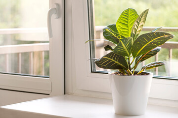 Croton or Codiaeum in a white flower pot stands on the windowsill. Home plants care concept..