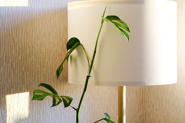 Rhaphidophora tetrasperma (Monstera Minima) stands stands next to a floor lamp in the living...