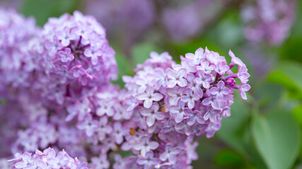 Branch with spring lilac flowers in garden.