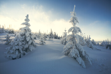 winter in the national park with frozen forest and snow powder on the ground