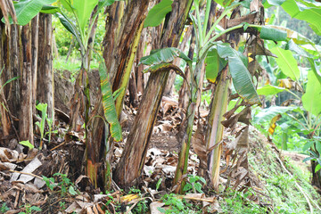 Banana tree growth with some small fresh tree in the garden