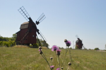 The flora and fauna in the landscapes of Öland in Kalmar region of Sweden, Scandinavia © ChrisOvergaard