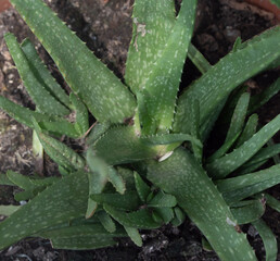 Aloe vera plant growing in a pot