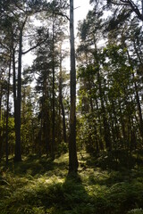 Obraz premium The flora and fauna in the landscapes of Öland in Kalmar region of Sweden, Scandinavia