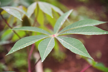 Close up of Cassava leaf with bokeh background