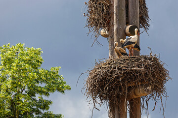 Storks and their nest in Strasbourg. Storks are symbol of Alsace region.