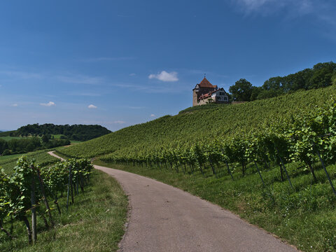 Diminishing perspective of agricultural road leading through vineyards with green leaves below historic medieval castle Burg Wildeck in Baden-Württemberg, Germany on sunny day in summer.