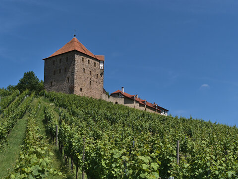 Beautiful low angle view of historic medieval castle Burg Wildeck (ca. 12th century) in Baden-Württemberg, Germany, with vineyard in front on sunny summer day with blue sky.
