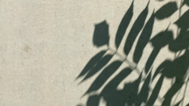 Schatten an der Wand - Bl&auml;tter im Wind