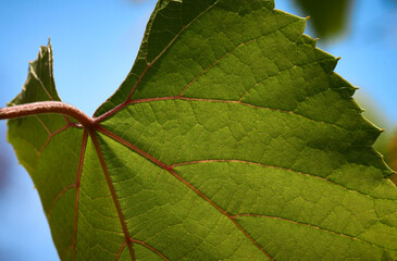 Folha de parreira de uva em macro