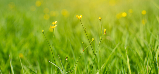 Żółty kwiat na tle trawy - obrazy, fototapety, plakaty