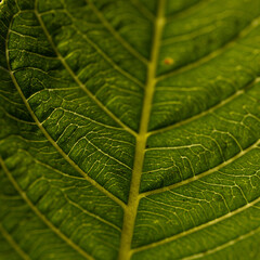 An Abstract close up macro of a leaf with patterns and texture
