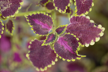 Leaves with bright color and beautiful pattern and shapes spread on top of each other
