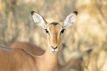 Impala (Aepyceros melampus), female portrait, looking at camera, Kruger National Park, South Africa.