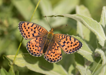 Twin-spot Fritillary 