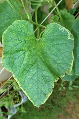 Leaves of the ivy family that are downy mildew.