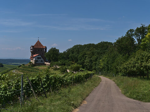 View of country road between green vineyard and forest leading to historic medieval castle Burg Wildeck (construction ca. 12th century) in Abstatt, Baden-Württemberg, Germany on sunny summer day.