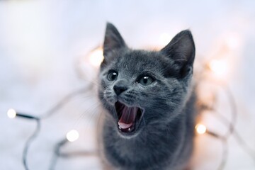 Grey kitten playing with a string of lights. Domestic animal