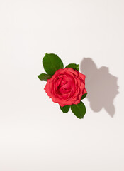 Colorful composition of rose with leafs on bright background. Minimal summer or spring concept. Copy space.