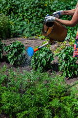 Fototapeta premium woman pouring water from a watering can over a garden bed. High quality photo