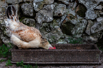 the chicken stands in a wooden feeder and eats from it. High quality photo