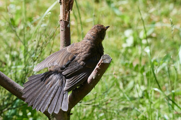 Amsel beim Sonnenbad