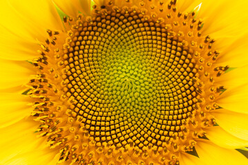 A close up macro image of a blooming sunflower head with patterns