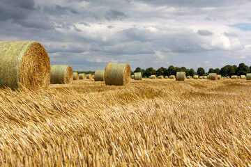 Fototapeta na wymiar Straw bales in a field