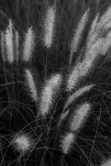 A vertical composition in monochrome of wild grass with flowers